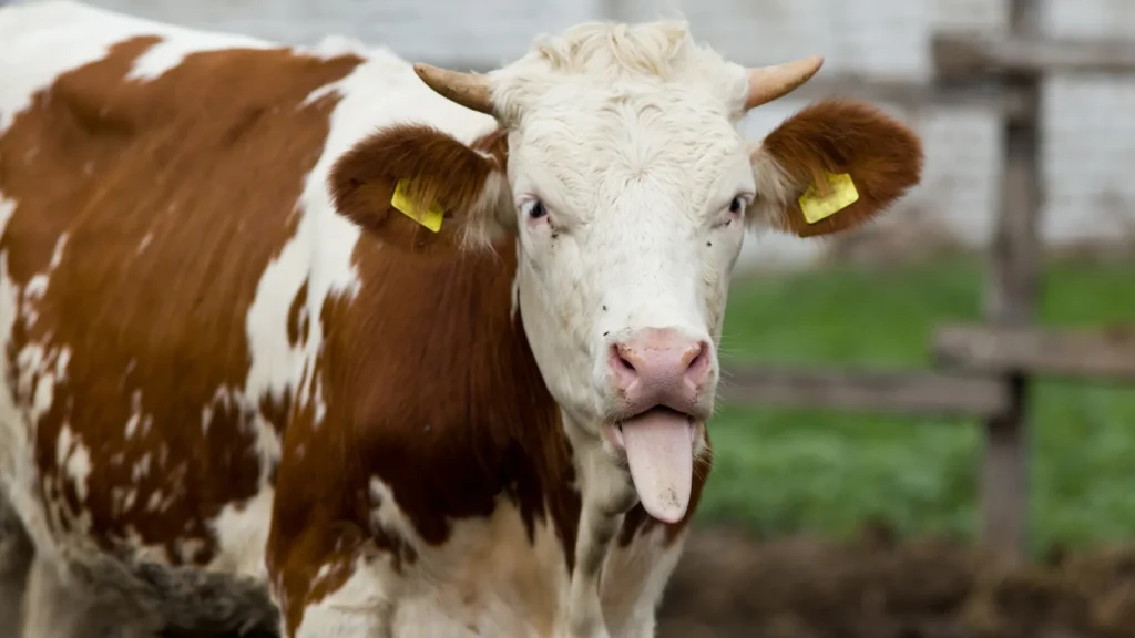 Cow Hating Gasoline effects and making fun of it with its Tongue