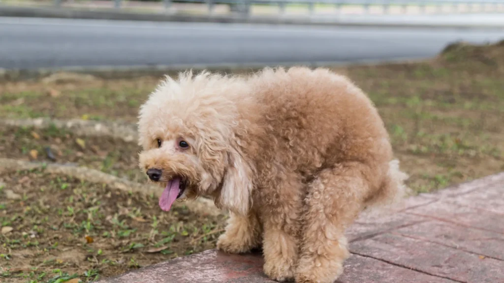 Dog hating the Smell of gasoline