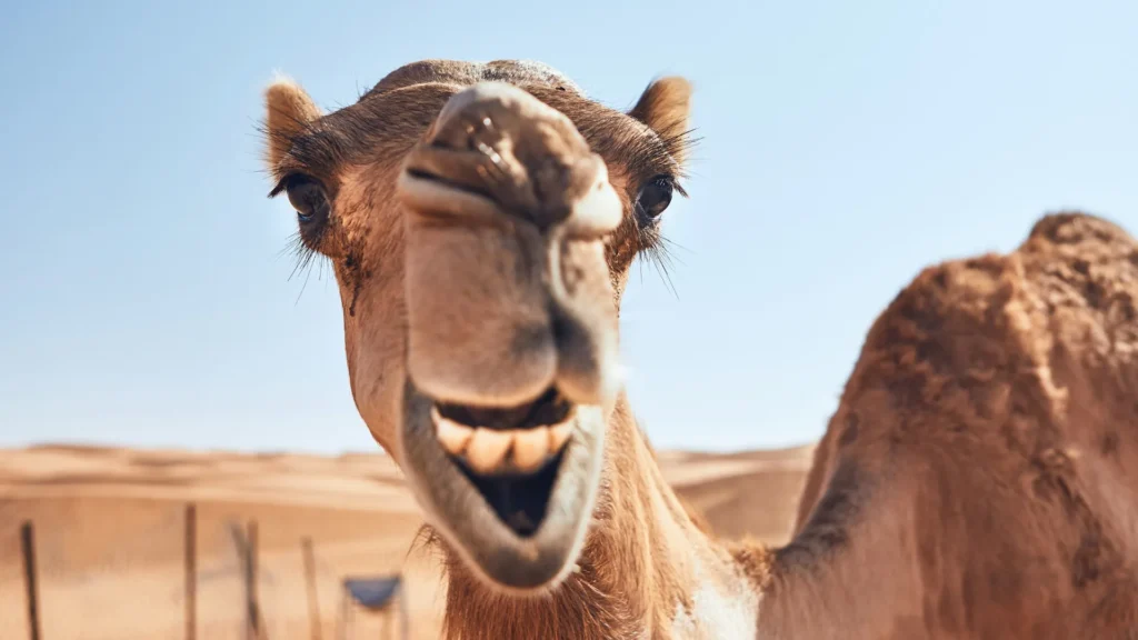 funny camel making fun of Gasoline vehicles