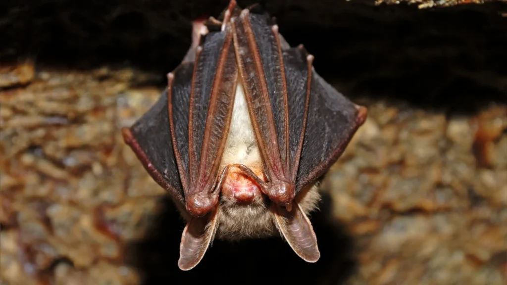 A Closer Look at the Cave Guard - The Bats that make Caves Dangerous