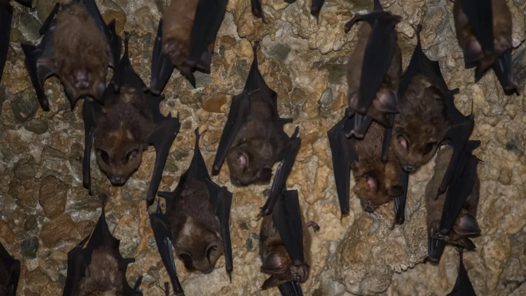 Bats in the Cave at night looks dangerous