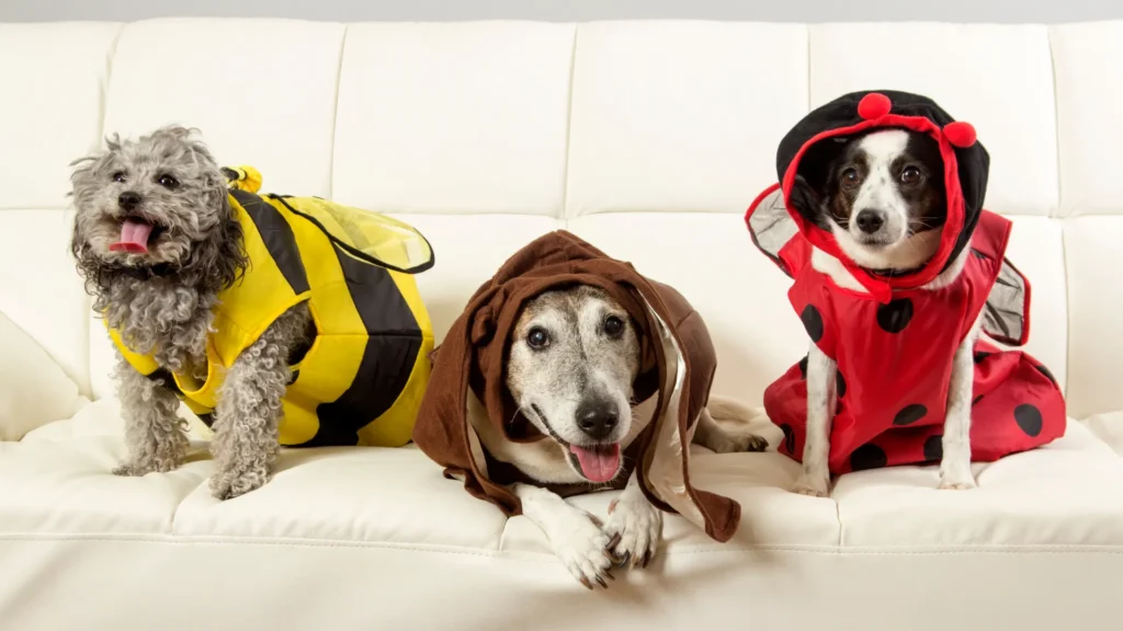 Dogs making fun of Ladybugs by wearing costumes